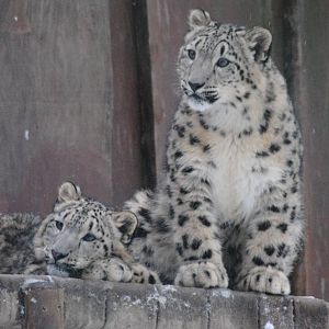 snow leopard