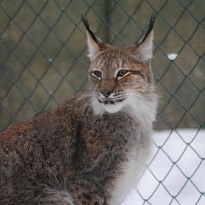 Siberian lynx