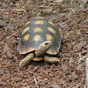 red-footed tortoise