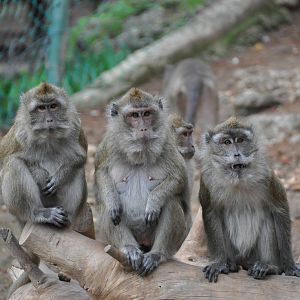 Crab-eating macaque/ Macaca fascicularis
