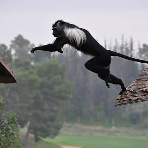 Angolan colobus/ Colobus angolensis angolensis