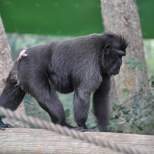 Sulawesi crested macaque/ Macaca nigra