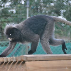 Dusky leaf monkey/ Trachypithecus obscurus