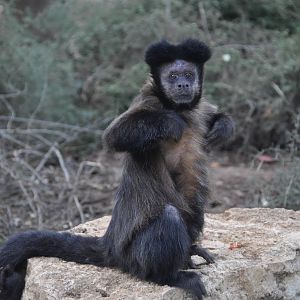 Black-horned capuchin/ Cebus nigritus