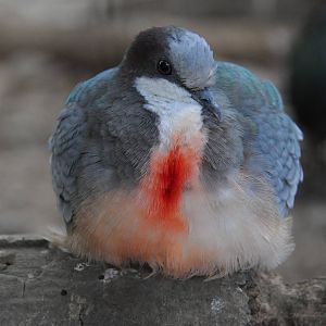 Bleeding heart pigeon/ Gallicolumba luzonica