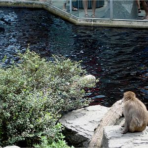 Japanese Macaque at Central Park Zoo, 10/08/08