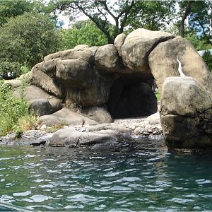 California Sea Lion Exhibit at Central Park Zoo, 10/08/08