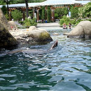 California Sea Lion at Central Park Zoo, 10/08/08