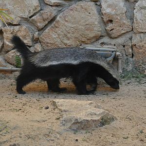 Ratel/ Mellivora capensis