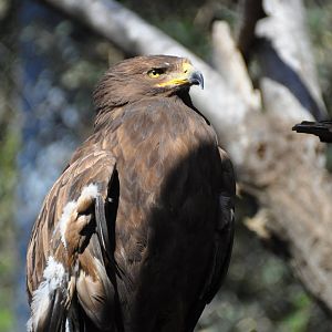 Lesser spotted eagle/ Aquila pomarina