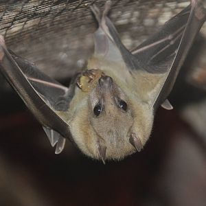Egyptian fruit bat/ Rousettus aegyptiacus