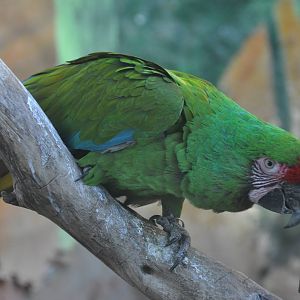 Military macaw/ Ara militaris