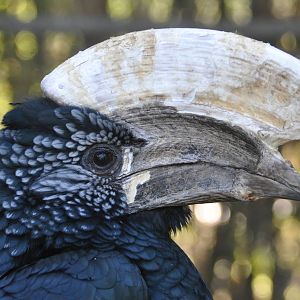 Silvery-cheeked hornbill/ Bycanistes brevis