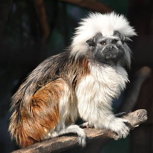 Cotton-top tamarin/ Saguinus oedipus