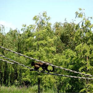 Tufted Capuchin at Faunia, 21/07/12