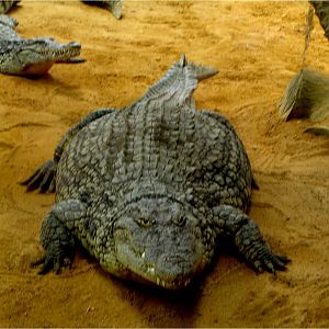 Nile Crocodile at Faunia, 21/07/12
