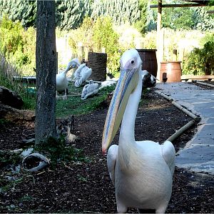 Great White Pelican at Faunia, 21/07/12