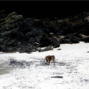 Crab-Eating Macaque at Langkawi, 14/08/09
