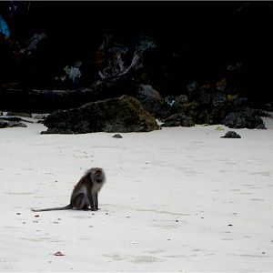 Crab-Eating Macaque at Langkawi, 14/08/09