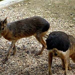 Patagonian Mara at Zoo Santo Inacio, 20/04/11
