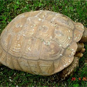 African Spurred Tortoise at Zoo Santo Inacio, 20/04/11