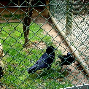 Talking Crow at Zoo Santo Inacio, 20/04/11