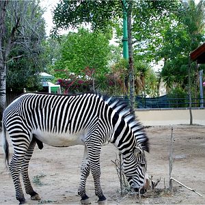 Grevy's Zebra at Jardim Zoológico de Lisboa, 13/04/08