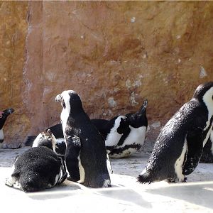 African Penguin at Jardim Zoológico de Lisboa, 13/04/08