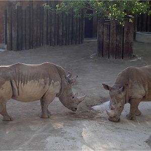 Southern White Rhinoceros at Jardim Zoológico de Lisboa, 13/04/08