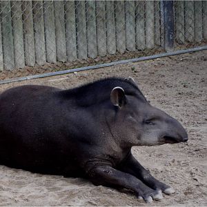Lowland Tapir at Jardim Zoológico de Lisboa, 13/04/08