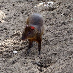 Orange-Rumped Agouti at Jardim Zoológico de Lisboa, 13/04/08