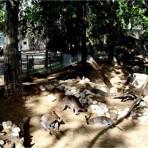 Bennet's Wallabies at Jardim Zoológico de Lisboa, 13/04/08