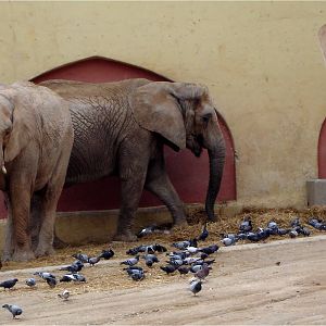 African Bush Elephant at Jardim Zoológico de Lisboa, 13/04/08