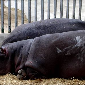 Common Hippo Family at Jardim Zoológico de Lisboa, 13/04/08