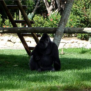 Western Lowland Gorilla at Jardim Zoológico de Lisboa, 13/04/08