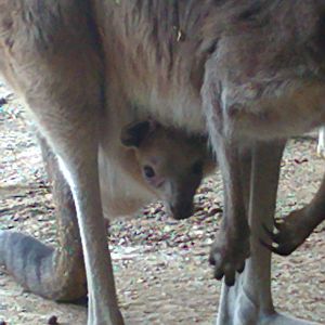 Western Grey Kangaroo Roo 2011