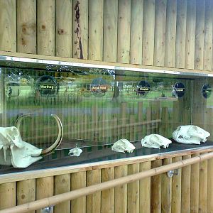 Skull display at Cheetah enclosure 2011