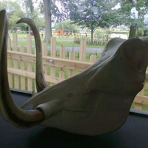 Warthog Skull 2011