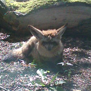 Bat-eared Fox 2011
