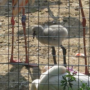 One of Marwells first Flamingos ever to hatch