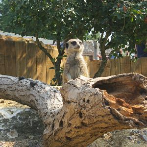 New Meerkat enclosure