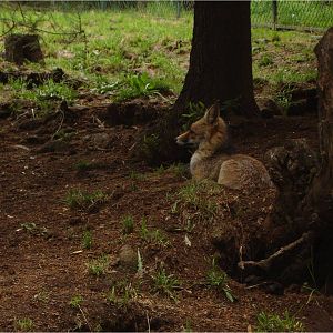 Red Fox at Parque Biológico de Gaia, 20/04/11