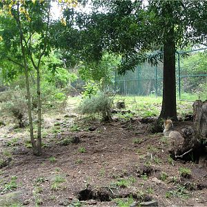 Red Fox Exhibit at Parque Biológico de Gaia, 20/04/11