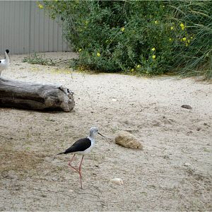 Coastal Exhibit at Parque Biológico de Gaia, 20/04/11