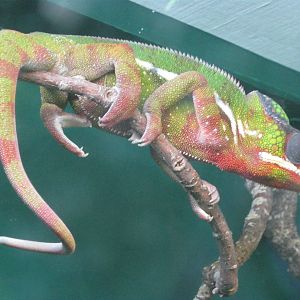 Yemen Chameleon