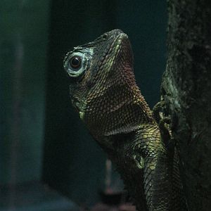 Mountain Horned Lizard