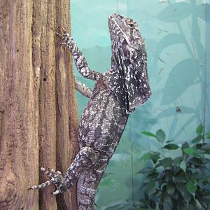 Young Frilled Dragon Lizard