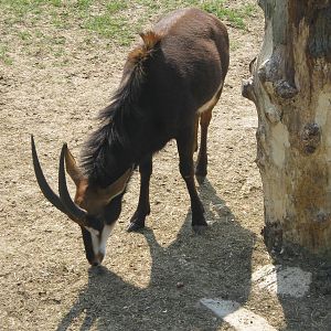 Sable Antelope