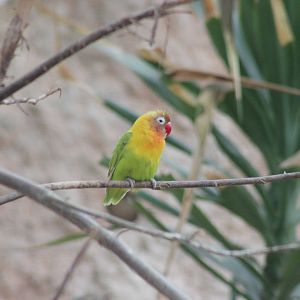 Lovebird ID please