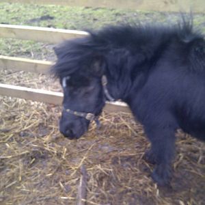 Gorgeous Amy :) Sewerby Zoo